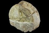 Ceratopsian Vertebra - Alberta (Disposition #-) #111116-3